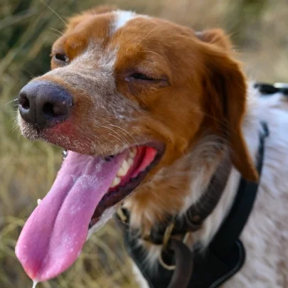 Dog with tongue out after a run