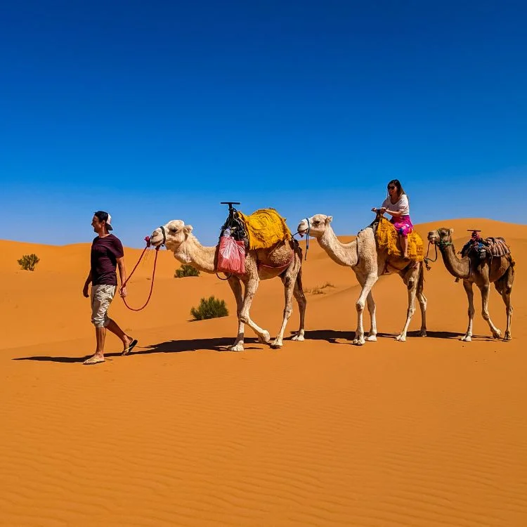 Camel trekking Sahara desert