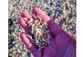 A hand holding the coral sand at Coral Beach in Isle of Skye, Scotland.