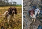 Two images, each showing a cute English Springer Spaniel out walking