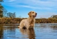 Very cute Golden Retriever dog standing in river
