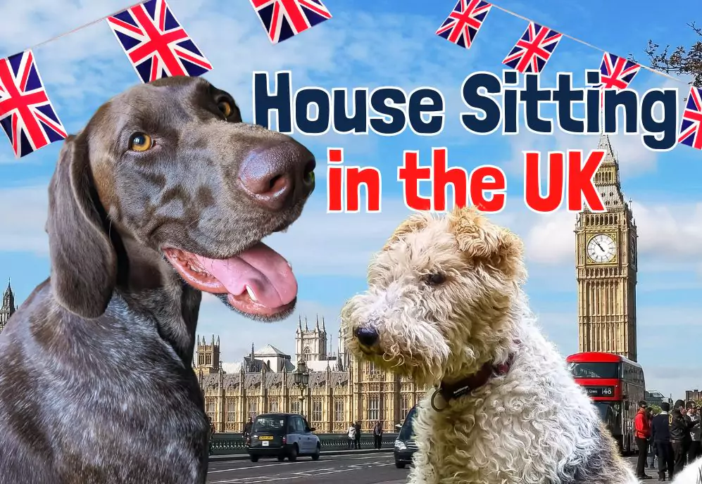 A Fox Terrier and a German Pointer dog with a UK background